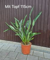 Prachtvolle Strelitzia reginae (Paradiesvogelblume)