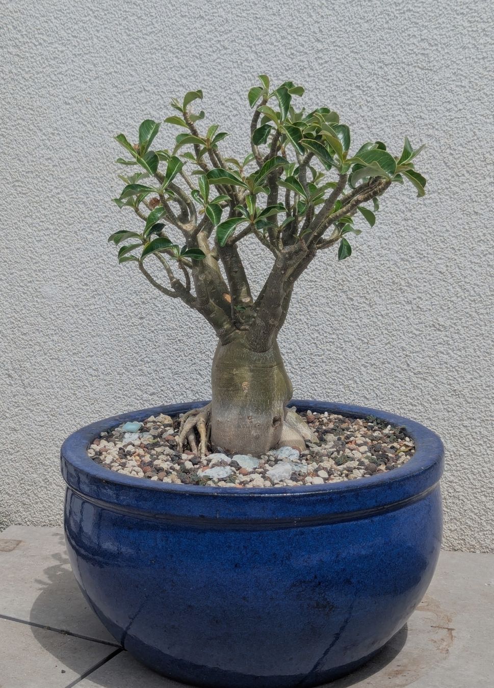 Piante & sementi: Adenium obesum  – Usato da Comano venduto da che_8lc2 1