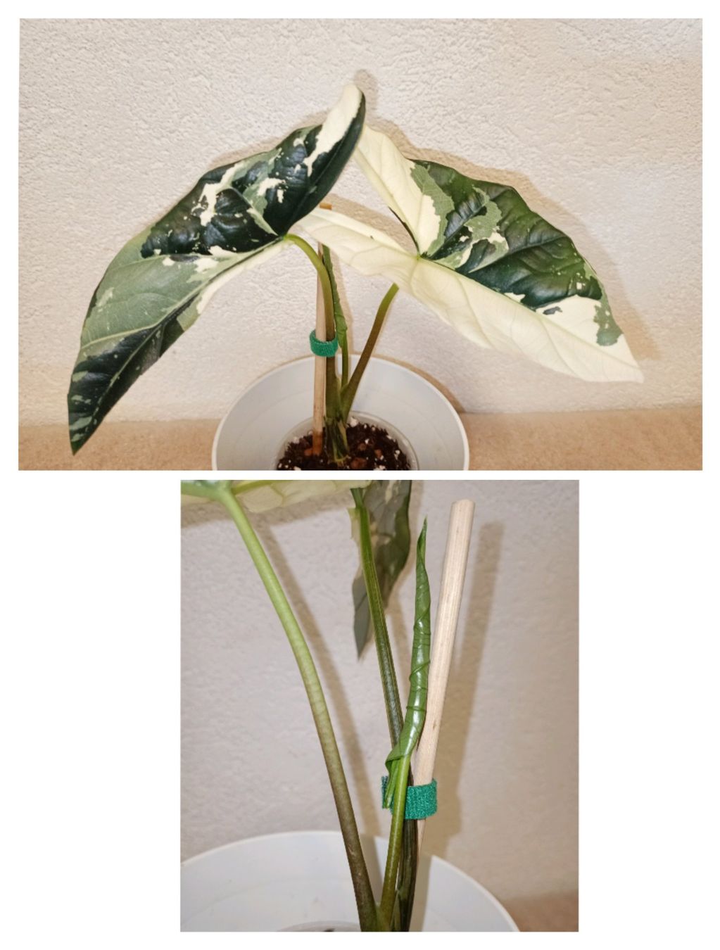 Pflanzen & Samen: Alocasia Simpo Albo Variegata – Neu (gemäss Beschreibung) aus schöftland von UniquePlants