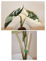 Alocasia Simpo Albo Variegata