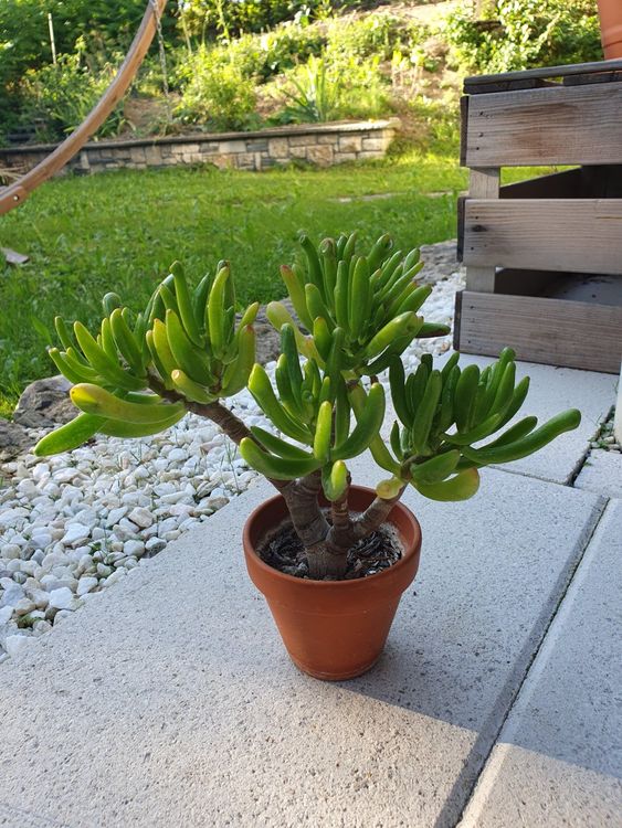 Crassula ovata cristata (syn. C. argentea cristata) Kaufen auf Ricardo