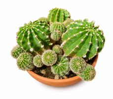🌵 Großer Kaktus-Arrangement im Terrakottatopf – Viele Ableg