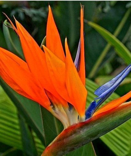 Tropische Zimmerpflanze STRELITZIA REGINAE 30 cm 🌾 Plante Kaufen auf
