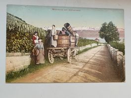 Alte PK / Weinlese am Zürichsee - Gelaufen 1913