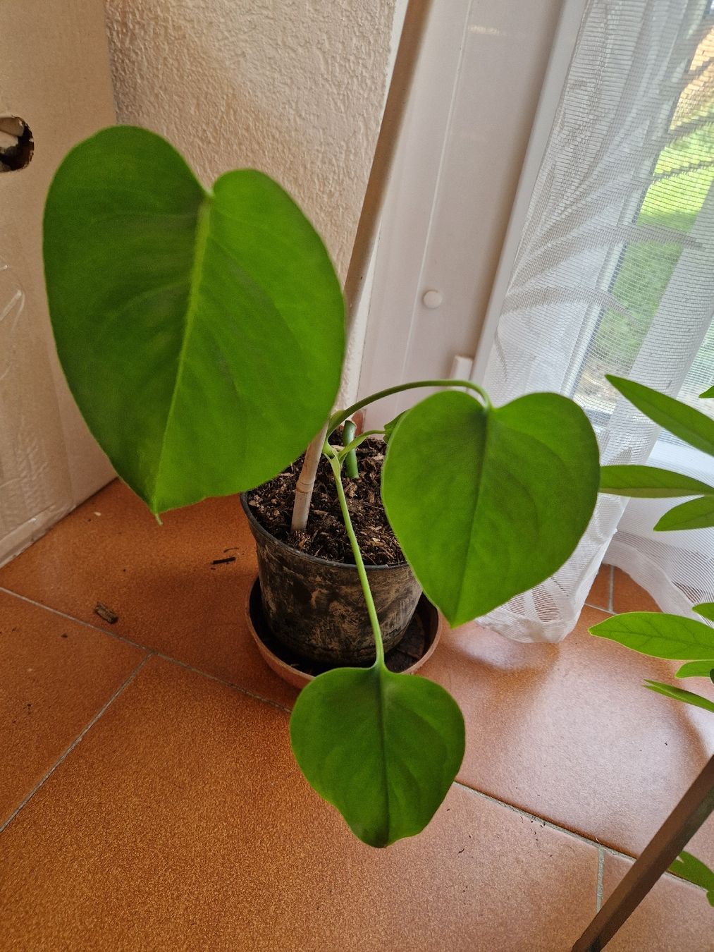 Piante & sementi: petites monstera deliciosa – Usato da Onex venduto da viv_72hm 3