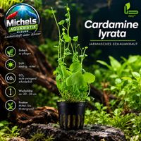 Cardamine lyrata  Japanisches Schaumkraut