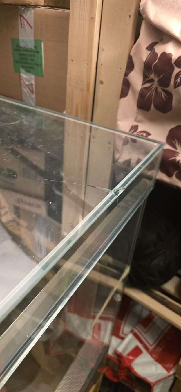 Terrario: Terrarium – Usato da Freienwil venduto da Columbo86 3