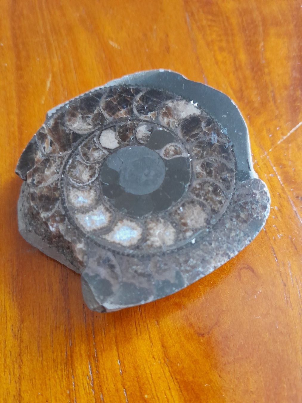 Fossili: Petite ammonite – Usato da La Chaux-de-Fonds venduto da AntoineKolbl