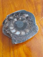 Petite ammonite