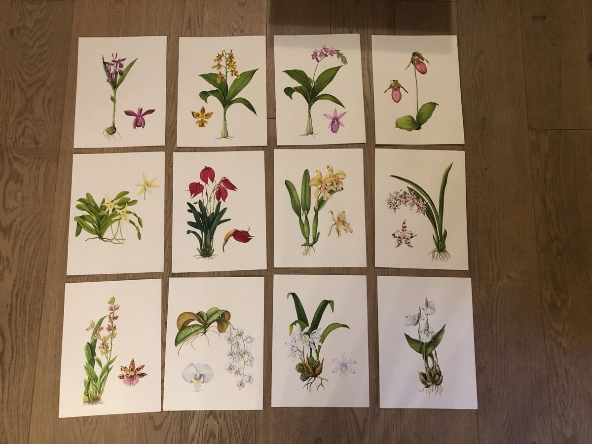 Tableaux: 12 handgemalte Orchideen-Bilder, Originale – D'occasion à Versoix par chr_2rpz