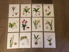 12 handgemalte Orchideen-Bilder, Originale