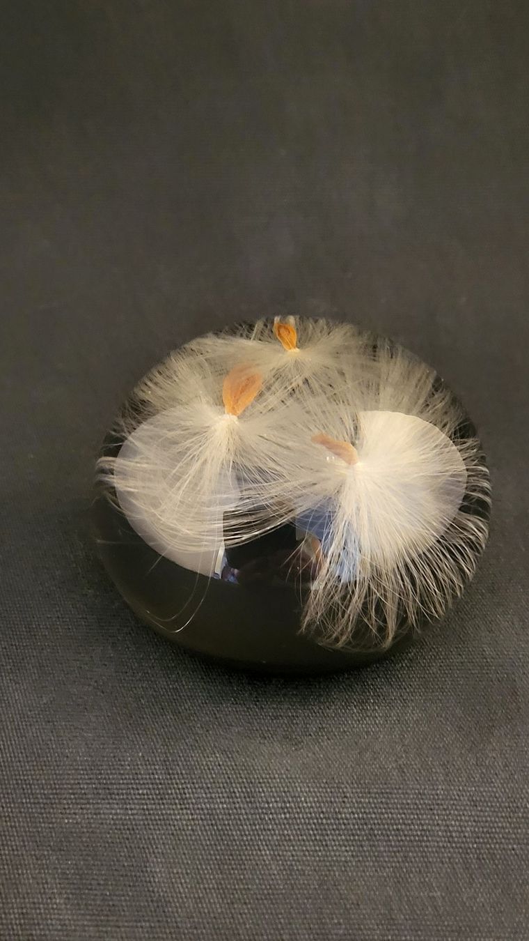 Statuette: Paperweight mit Pusteblumen – Usato da Basel venduto da spinne02