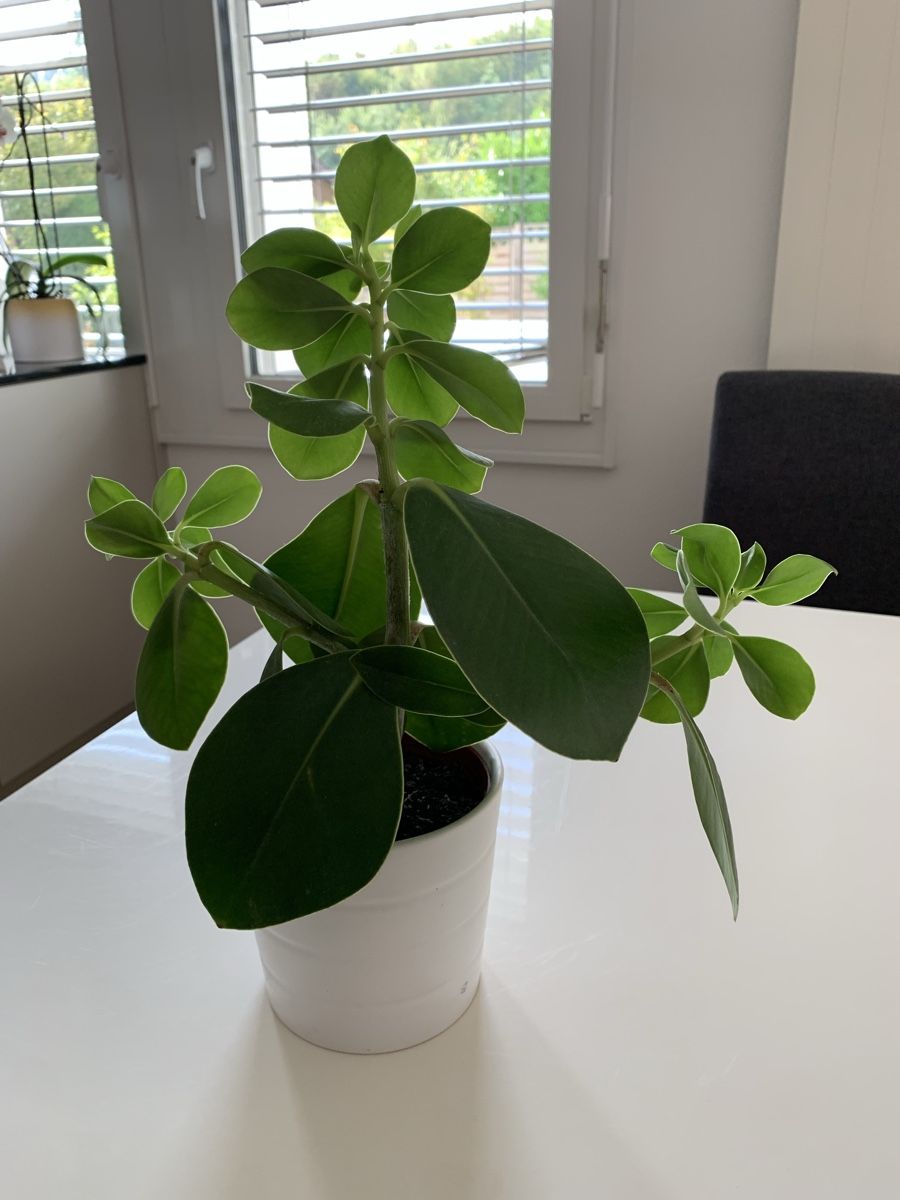 Piante & sementi: Plante verte décorative – Usato da Port venduto da granitod