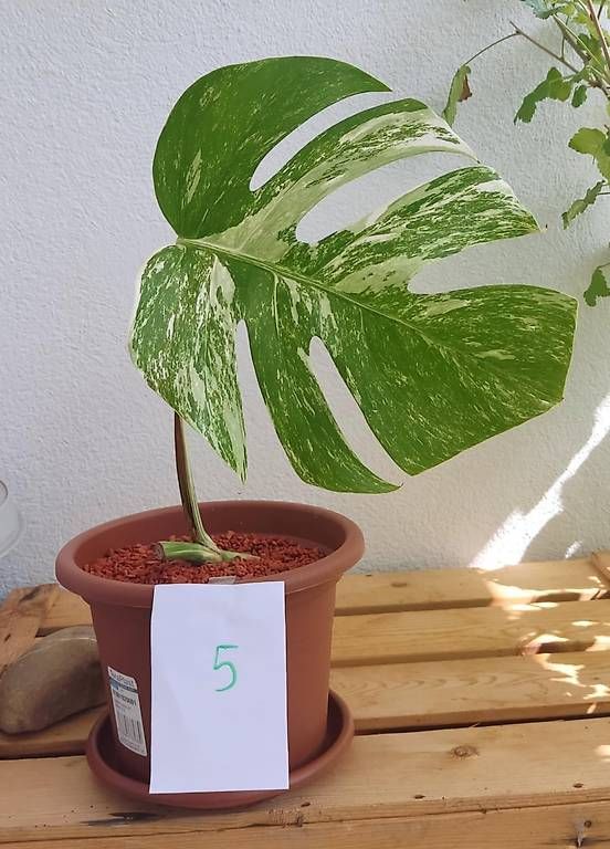 Piante & sementi: Monstera Deliciosa Albo Variegata – Nuovo (secondo la descrizione) da Ebnat-Kappel venduto da Zearara 3
