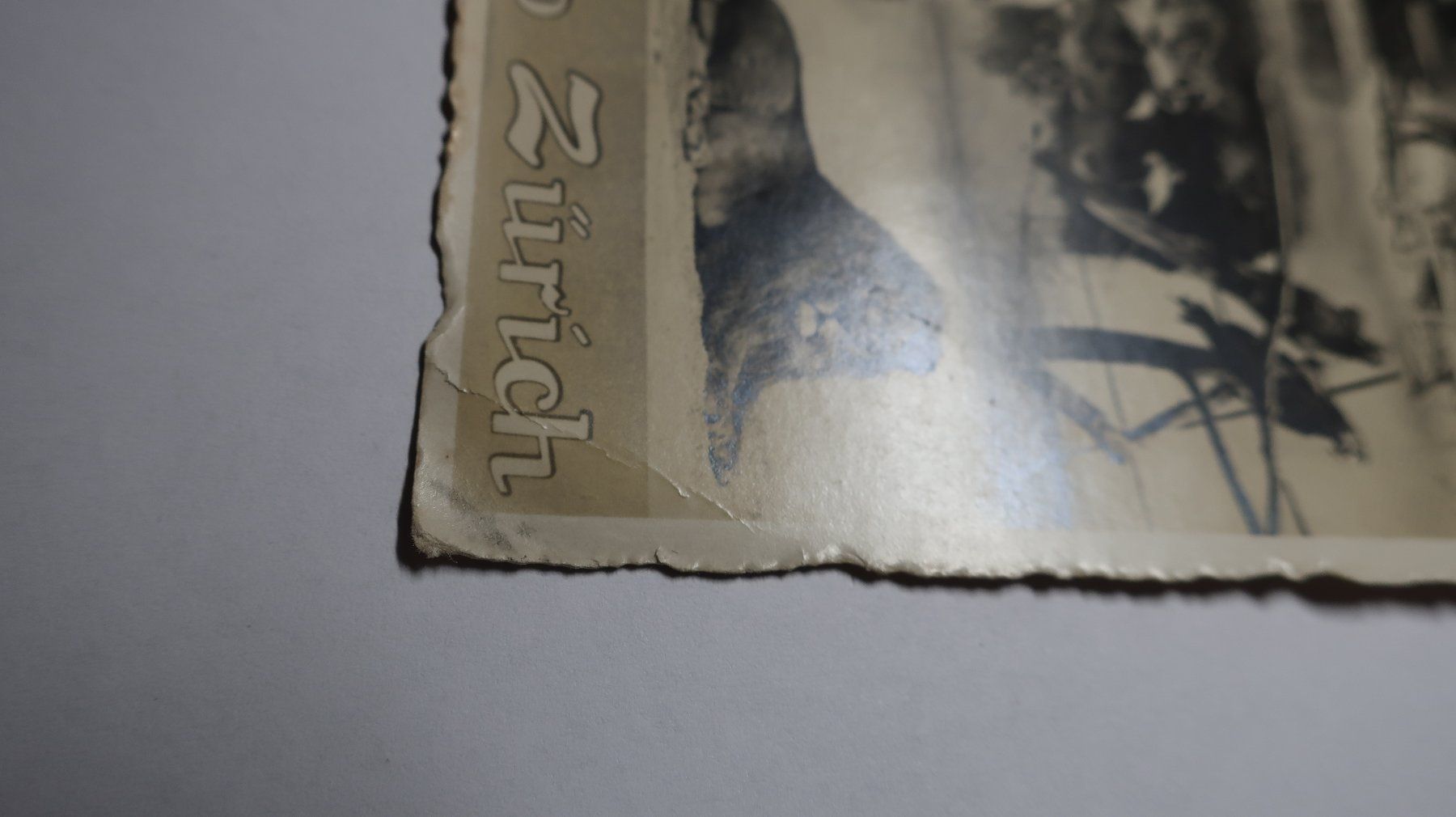 Cartoline postali: Zoo Zürich  1930 – Usato da Cormoret venduto da Pascalll2001 2