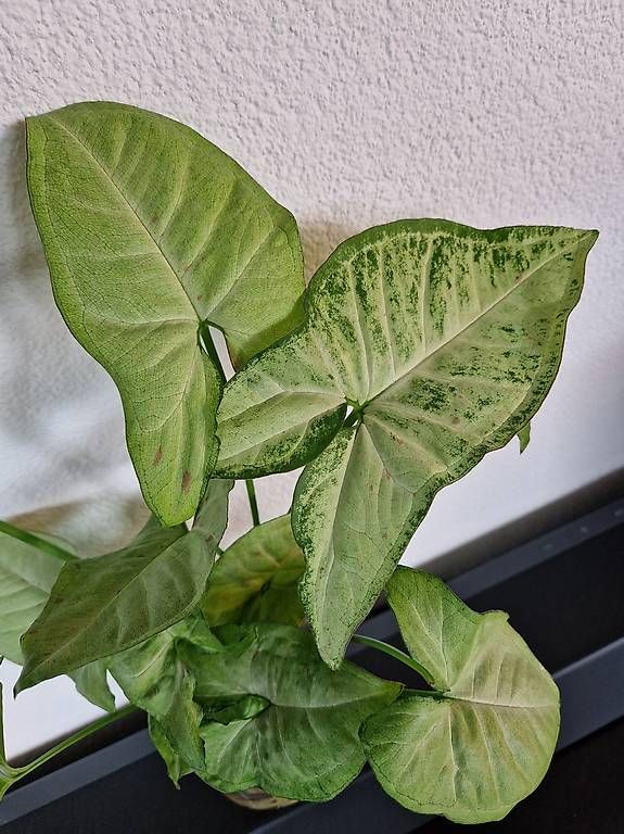 Piante & sementi: X2 Syngonium podophyllum 'White Butterfly' – Usato da Dübendorf venduto da Olenaaa 3