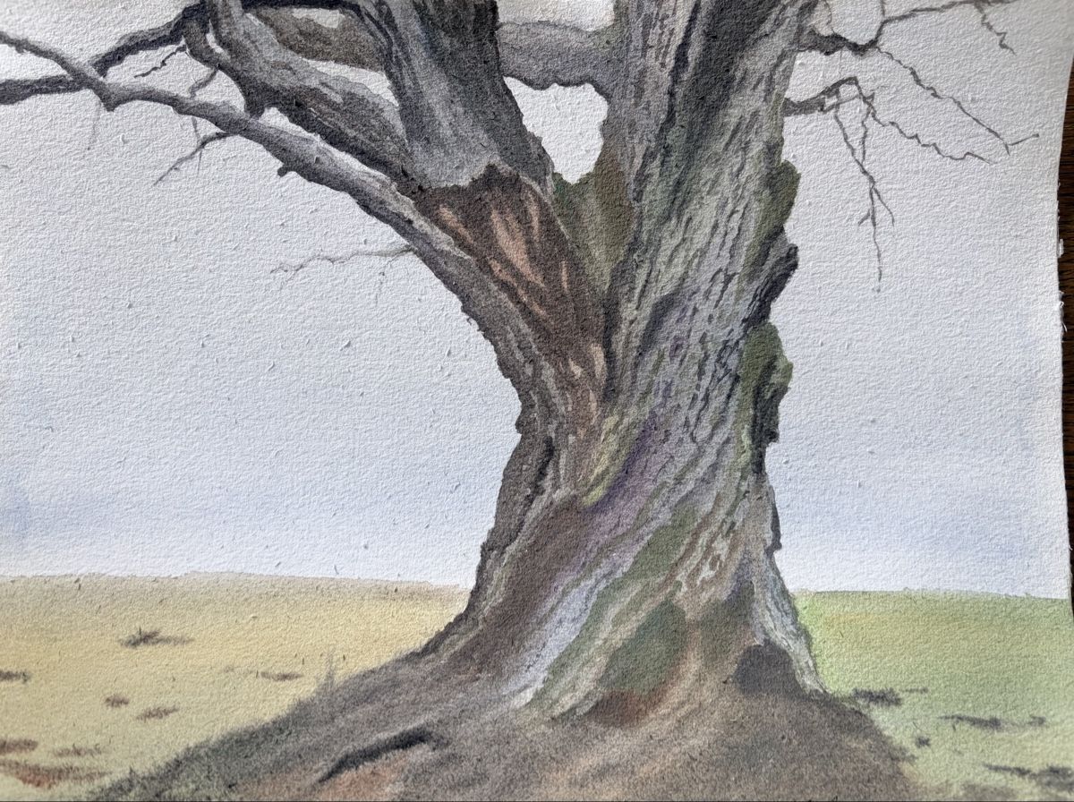 Gemälde: Die alte Eiche. Aquarell 2026. – Neu (gemäss Beschreibung) aus Meggen von My_art_for_you
