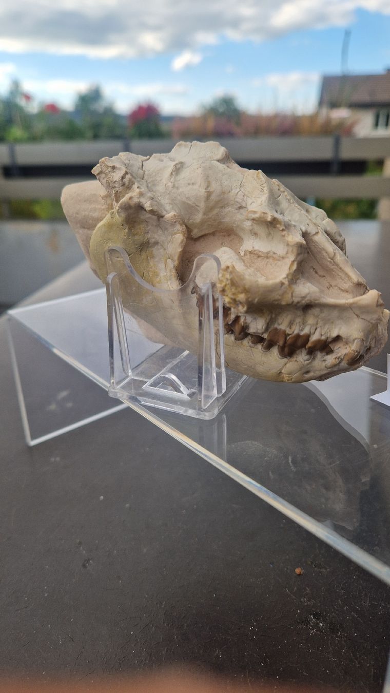 Fossilien: Fossiler Laptauchenia decora – Gebraucht aus Niederhasli von rehauge01 8