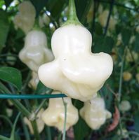 30 Samen AJI WHITE FANTASY Chili