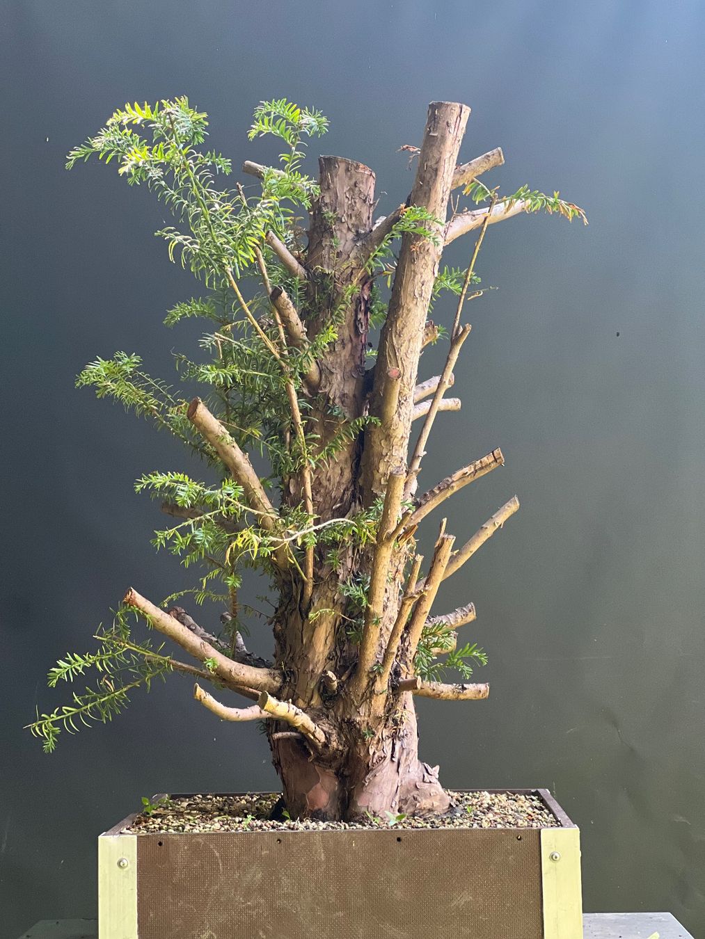 Piante & sementi: Bonsai Yamadori Rohling Eibe – Usato da Steckborn venduto da ben_gz56 5