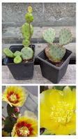2 Kaktus Opuntia Ableger winterhart, Blüte gelb-rot / gelb