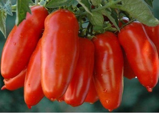Piante & sementi: TOMATE SAN MARZANO / 5 Samen – Nuovo (secondo la descrizione) da Hinteregg venduto da ERFOLG78 4