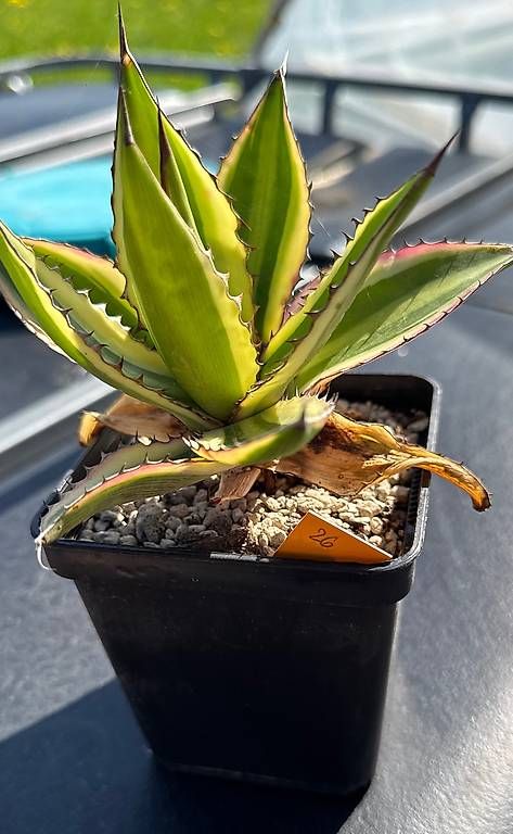 Pflanzen & Samen: Agave – Gebraucht aus Lyssach von Kaktushubi