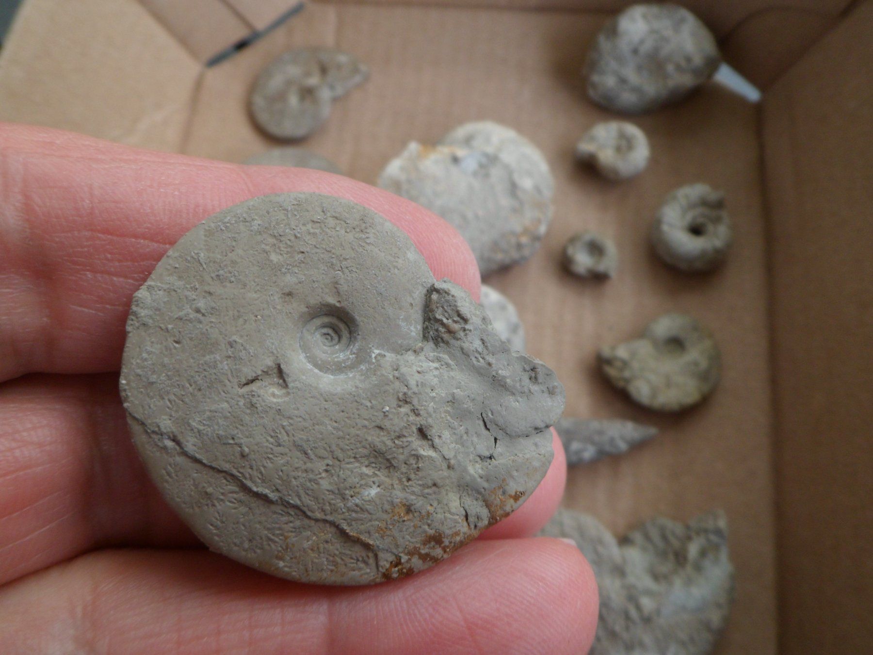Fossili: Kleine Fossilien Sammlung Schweiz – Usato da Affoltern am Albis venduto da Fossil60 4