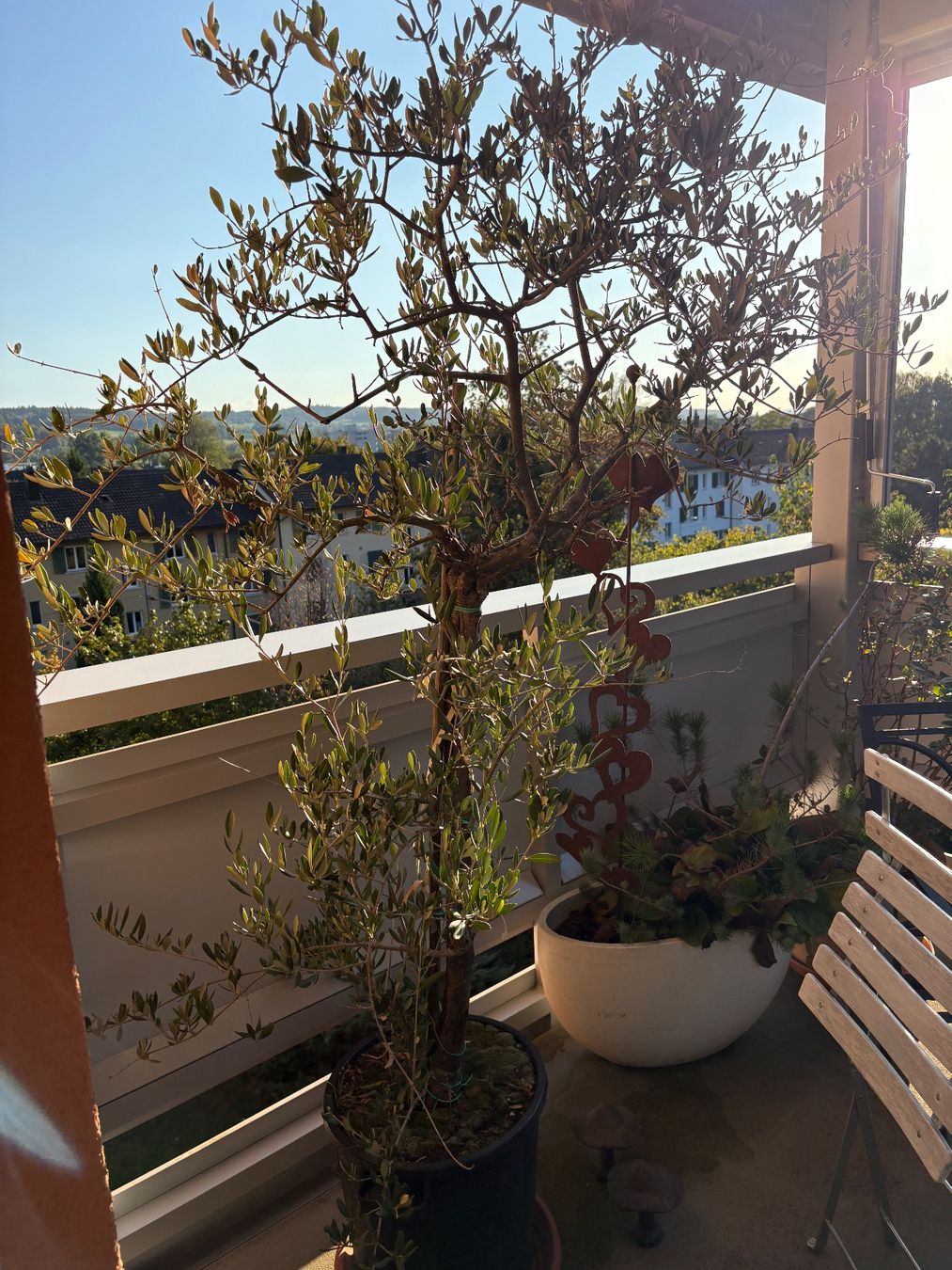 Pflanzen & Samen: Olivenbaum im Topf – Gebraucht aus Solothurn von See203