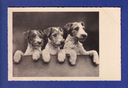 CHIEN / HUND