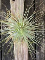 Tillandsia Magnusiana - Luftpflanze am Treibholz
