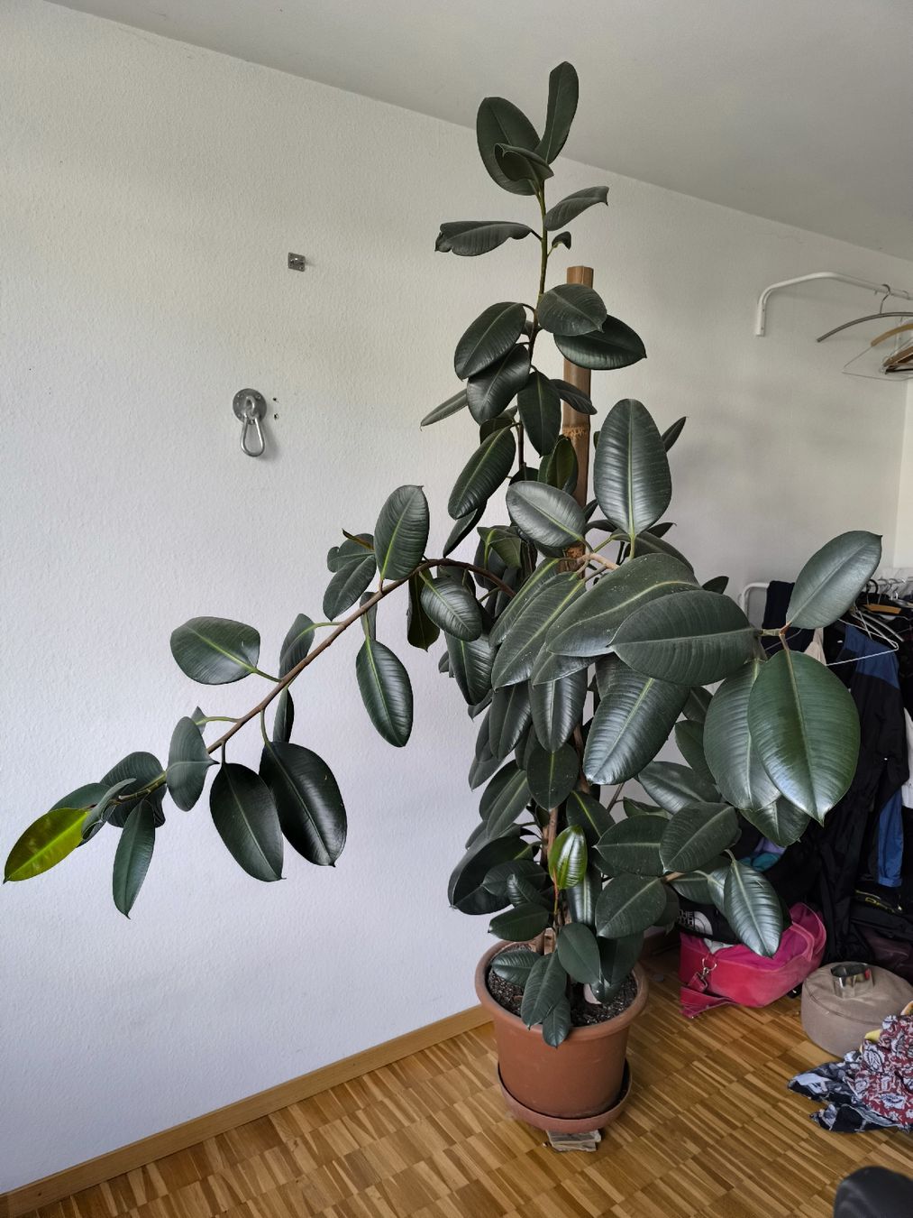 Pflanzen & Samen: Gummibaum 2m20 (Ficus Elastica)  – Gebraucht aus Zürich von Hadrien7 1