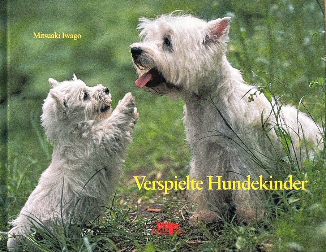 Libri: Verspielte Hundekinder – Nuovo e nell'imballaggio originale da Sarnen venduto da Livres