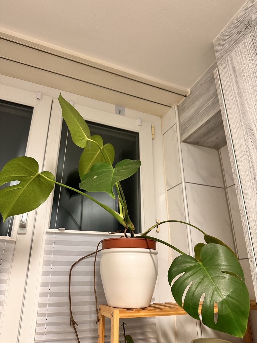Piante & sementi: Junge, gesunde Monstera Zimmerpflanze – Nuovo e nell'imballaggio originale da Wil SG venduto da Kardii 1