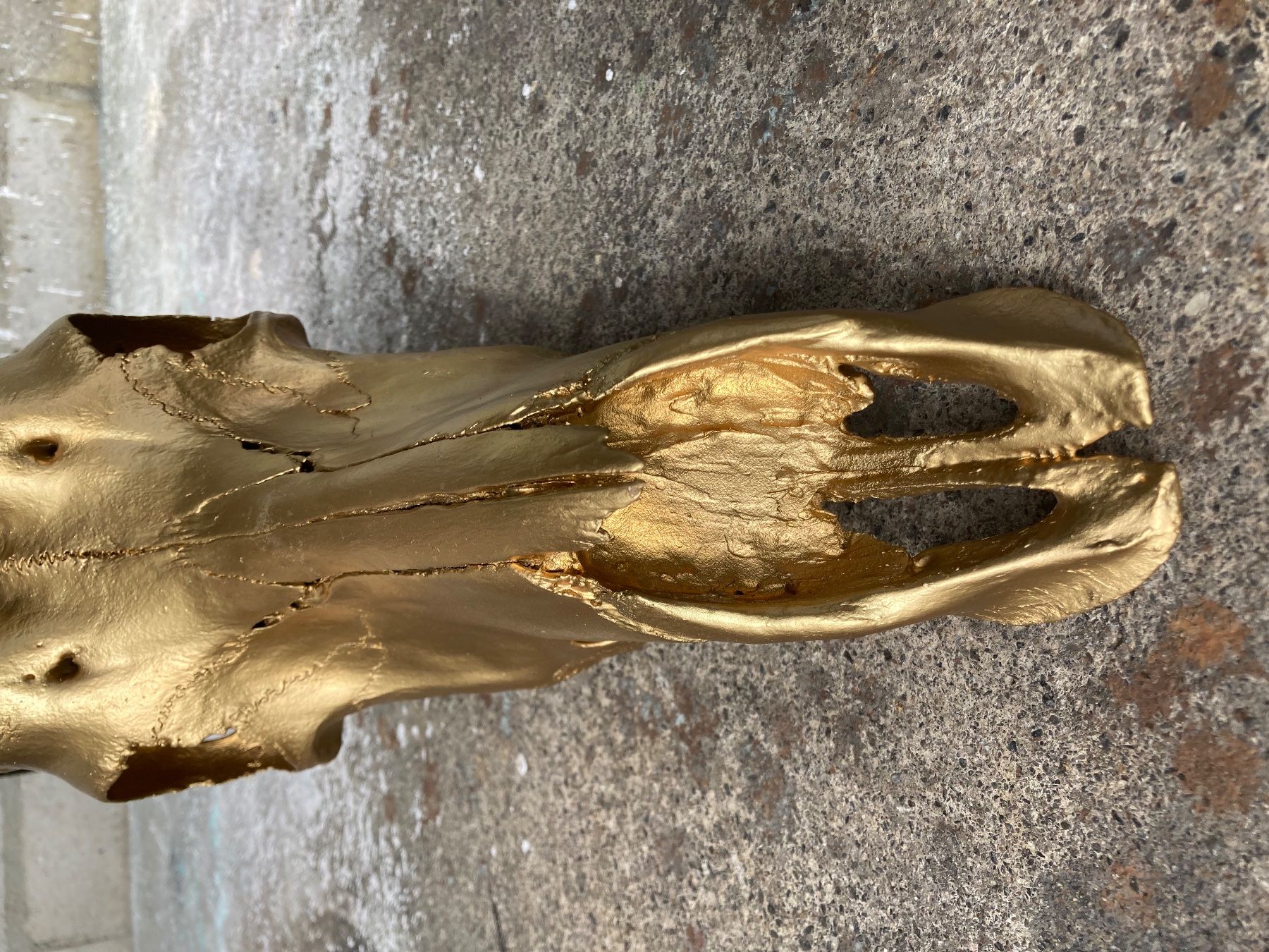 Il mondo degli animali: Rappenantilope Trophäe  2 – Usato da Grosswangen venduto da arum01 3