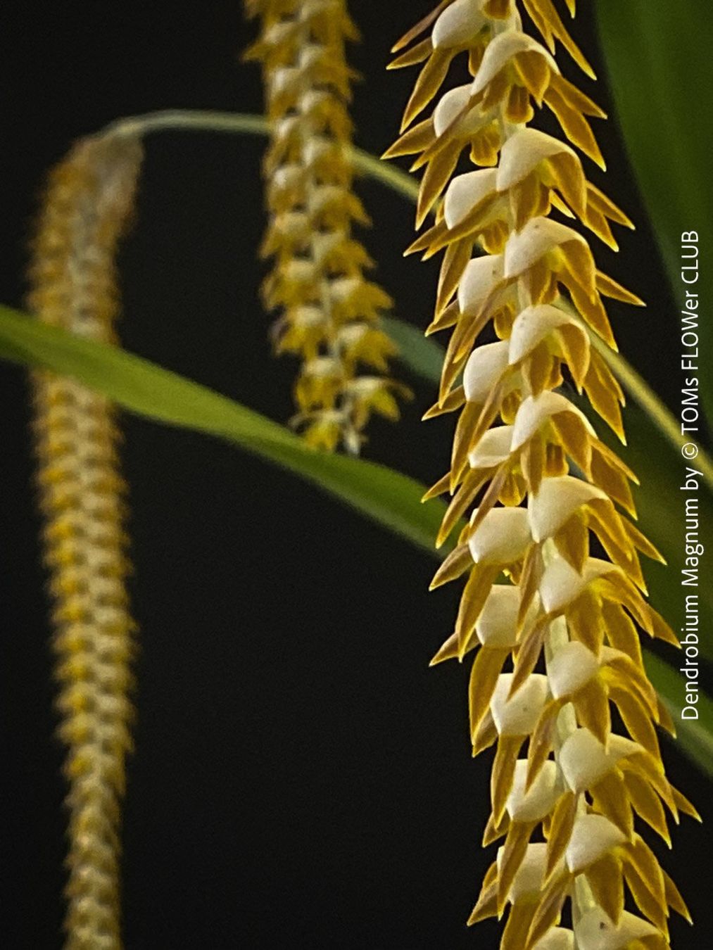 Piante & sementi: Dendrobium Magnum Orchidee - Duft und Blüte einfach WOW – Nuovo e nell'imballaggio originale da Adliswil venduto da asTOMas963 1