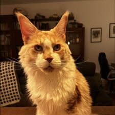 Profile image of stefor