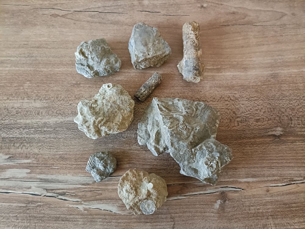 Trilobiten Fossilien Set - Echte Deko Für Paläontologie-Fans