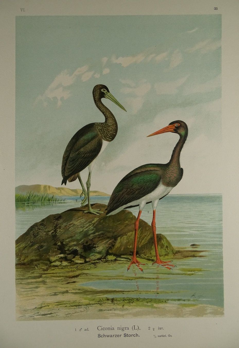 Grafica & Litografie: SCHWARZER STORCH CHROMOLITHOGRAPHIE 1900 – Usato da Grüningen venduto da Kartensammler