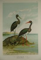 SCHWARZER STORCH CHROMOLITHOGRAPHIE 1900
