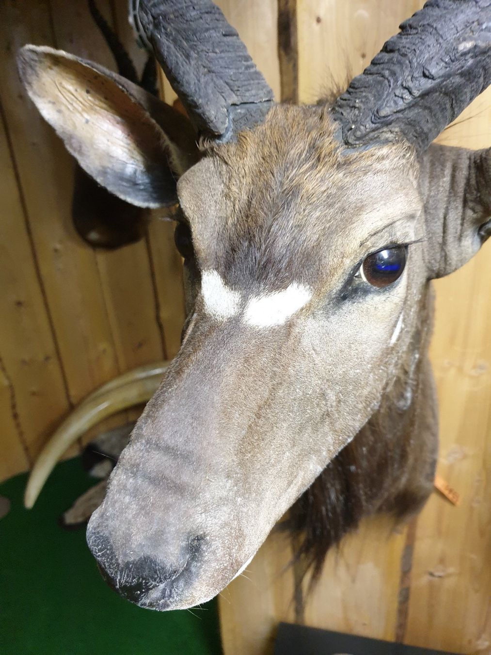 Il mondo degli animali: Nyala – Usato da Wiesendangen venduto da franz369 1
