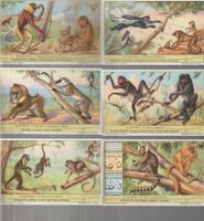 ITALY 6 x Liebig chromo trading cards LE SCIMMIE ( 171 )