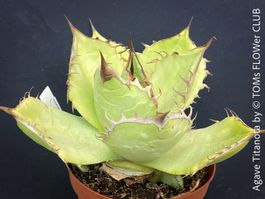 Agave Titanota - seltene Schönheit aus Mexiko mit 5 Kindeln