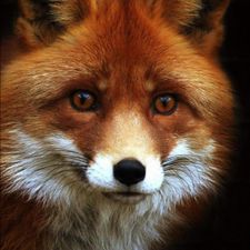 Profile image of Rschulze