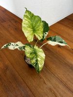 Alocasia macrorrhiza variegata mint