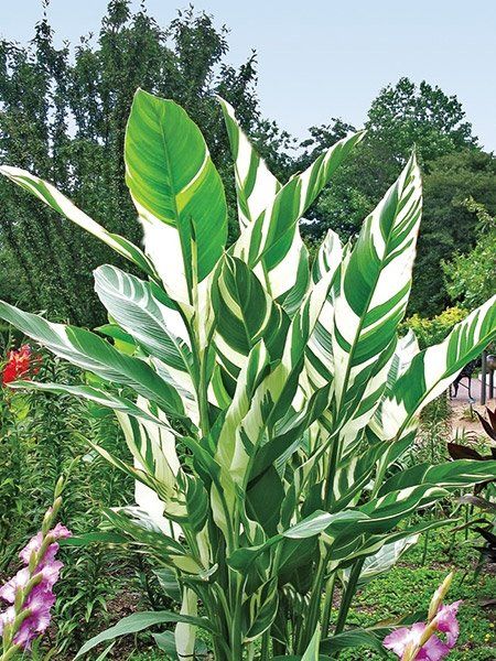 Piante & sementi: Canna Variegata – Nuovo (secondo la descrizione) da St.Erhard venduto da Plumilandschweiz