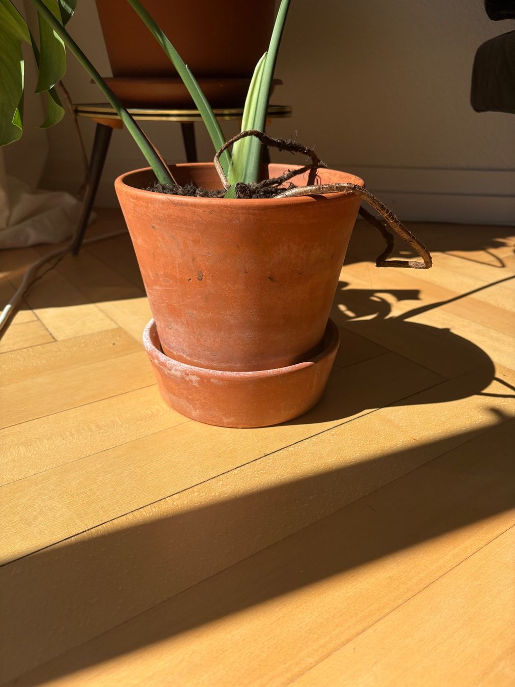 Piante & sementi: Zimmerpflanze Monstera Deliciosa – Usato da Zürich venduto da shoshukha 3
