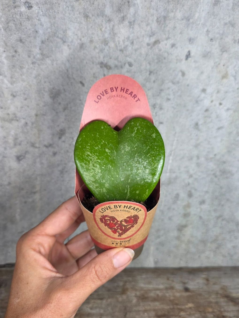 Piante & sementi: Hoya Kerrii 'Splash' – Nuovo e nell'imballaggio originale da St.Erhard venduto da Plumilandschweiz