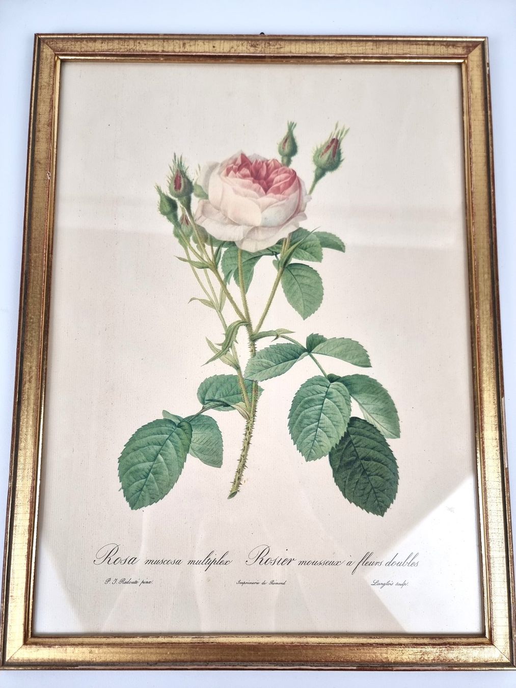 Foto & Immagini: Wandbild Rose – Usato da Urtenen-Schönbühl venduto da Restwert_Schoenbuehl 9