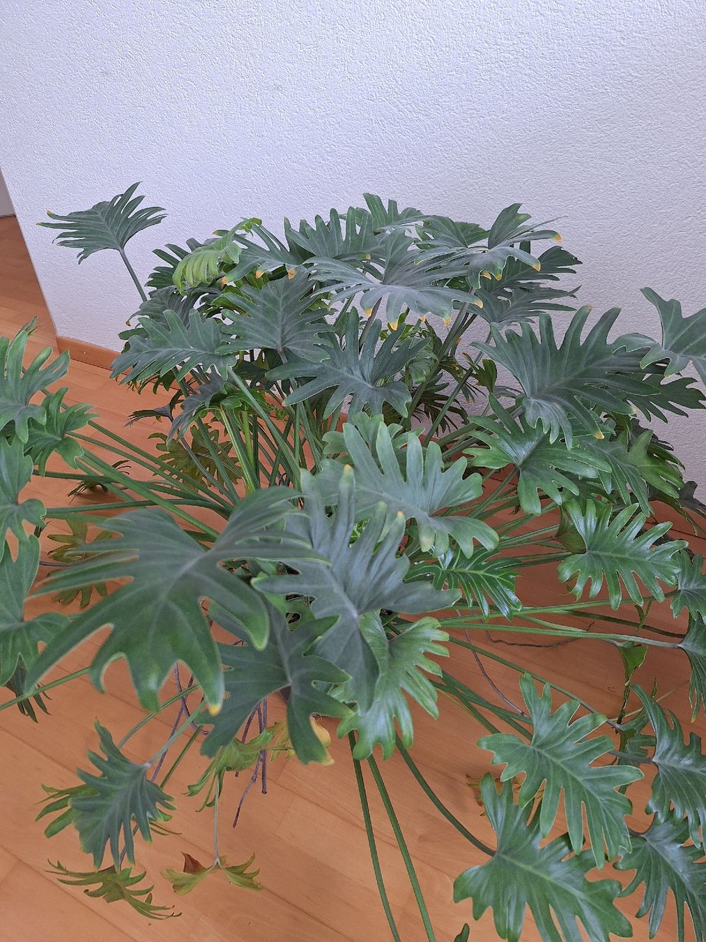 Piante & sementi: grosse Zimmerpflanze Philodendron – Usato da Buchs AG venduto da huberlau 1